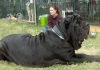 Top Biggest Dogs Breeds in the World
