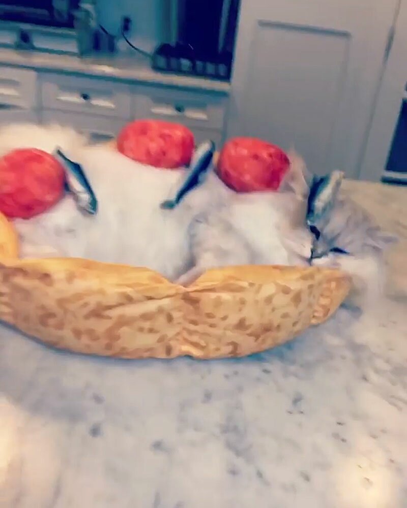 Kate Beckinsale Shares a LOL-Worthy Cooking Tutorial With Her Cat